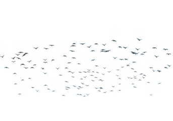Flock of birds isolated on transparent background for nature and freedom themes