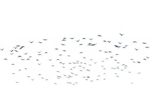 Flock of birds isolated on transparent background for nature and freedom themes