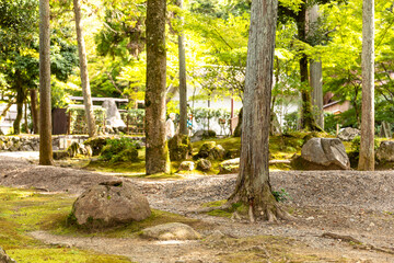 Sunlight Filtering Through a Dense Forest Within Nanzen-ji Temple Grounds, Kyoto