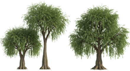 four separate, ancient, majestic weeping willow trees with gnarled trunks and heavy cascading branches, rendered in hyper-detailed cgi on an infinite white background, concept of monumental strength