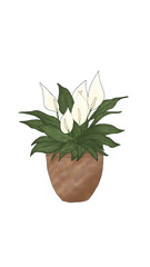 Peach lily plant in coconut potted with white flowers.Spathiphyllum in brown pot drawn style
