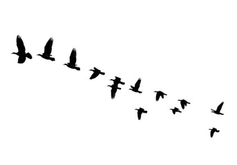 Flock of birds flying in formation isolated on transparent background for nature and travel