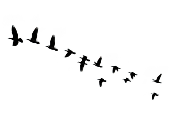 Flock of birds flying in formation isolated on transparent background for nature and travel