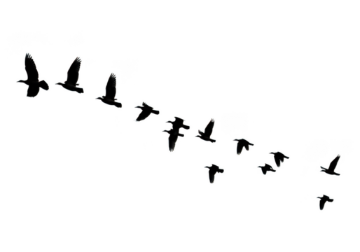 Flock of birds flying in formation isolated on transparent background for nature and travel