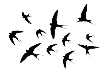 Flock of swallows flying in formation isolated on transparent background for nature, travel and freedom themes