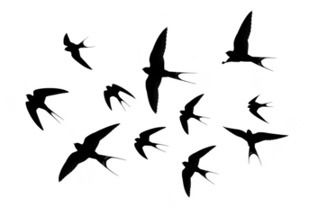 Flock of swallows flying in formation isolated on transparent background for nature, travel and freedom themes