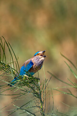 Indian Roller, Coracias benghalensis, Perched on a Bush, Sur, Oman