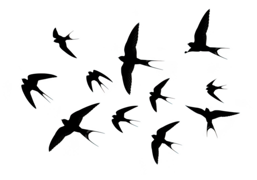 Flock of swallows flying in formation isolated on transparent background for nature, travel and freedom themes