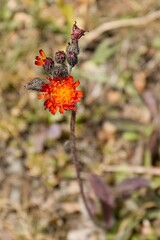 Reed Hawkweed (Hieracium rubrum) Tian Shan mountains near Almaty city. Kazakhstan. Asia.