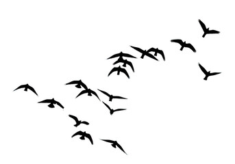Flock of outline birds flying isolated on transparent background for freedom and travel design