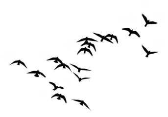 Flock of outline birds flying isolated on transparent background for freedom and travel design