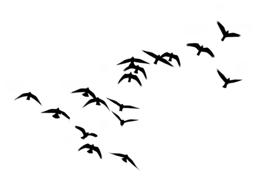 Flock of outline birds flying isolated on transparent background for freedom and travel design