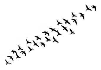 Flock of birds flying in formation isolated on transparent background for freedom and travel themes