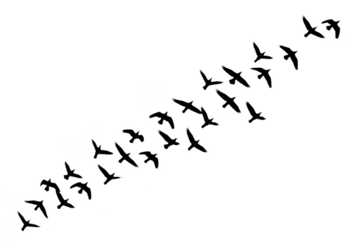 Flock of birds flying in formation isolated on transparent background for freedom and travel themes