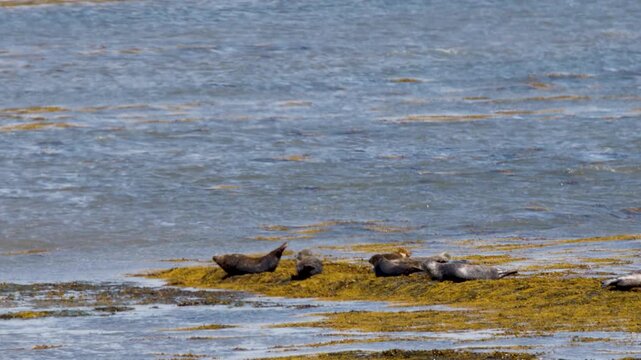Harbor Seals Resting on Seaweed-Covered Rocks in Cromarty