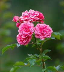 A pink flower with a green stem
