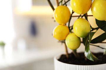 Potted lemon tree with ripe fruits in kitchen, closeup. Space for text