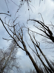 A tree with a few branches is in the foreground