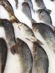 A bunch of fish are on ice