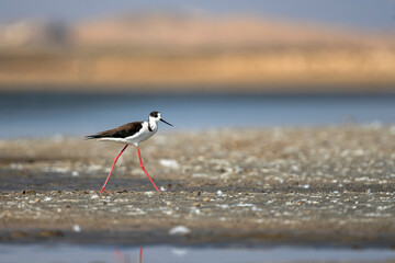 Black-winged Stilt, Himantopus himantopus, Ra's ar Ru'ays, Oman
