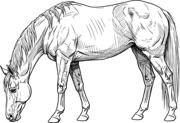 Black and White Detailed Hand-Drawn Engraving Style Sketch of a Horse Grazing or Feeding, Head Down, Representing Domestic Farm Animals, Rural Life, Tranquility, and Equine Vector Content