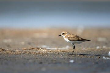 Kentish Plover, Charadrius alexandrinus, Ra's ar Ru'ays, Oman