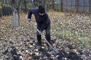 Senior man digging soil with a shovel in an autumn garden with fallen leaves and apples.