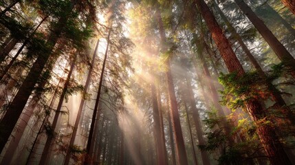 Obraz premium Forest sunlight rays