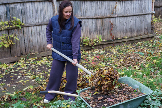Woman raking fallen autumn leaves into a wheelbarrow in a garden. Seasonal yard work and cleanup.