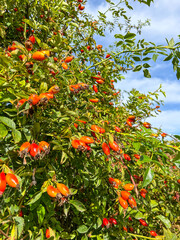 Abundance of Rose Hips