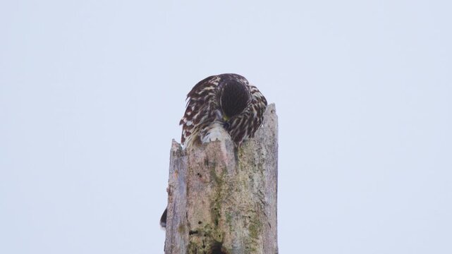 Close Up Of Merlin (Falco columbarius) With Kill On Dead Tree