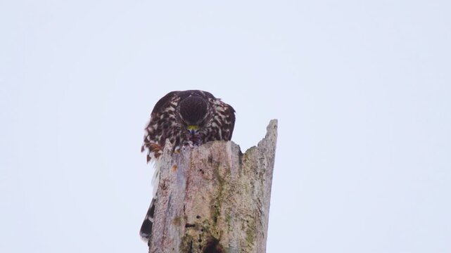 Detailed Close Up of Merlin (Falco columbarius) Ripping Into Kill On Treetop