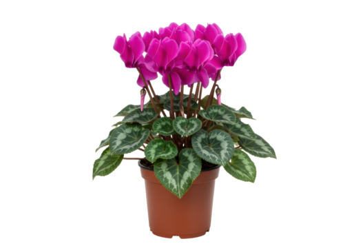 A vibrant cyclamen houseplant in peak bloom, featuring magenta-pink flowers and glossy silver-green variegated foliage, isolated against a transparent background with copy space, commercial - Powered by Adobe