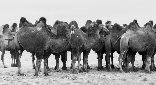 Camels from the Gobi Desert area in their natural environment