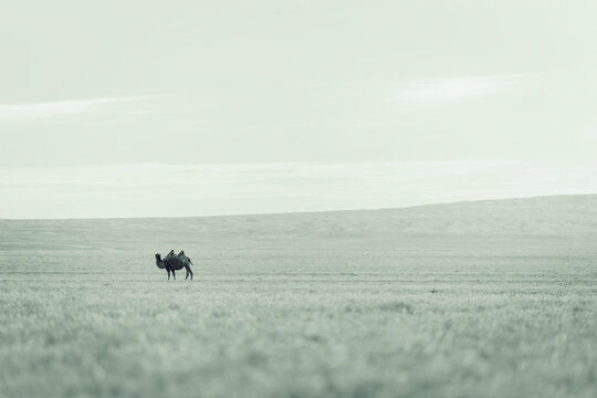 Camel from the Gobi Desert area in their natural environment
