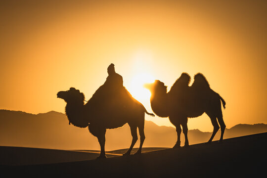 Man guiding his camels in the Gobi Desert.
