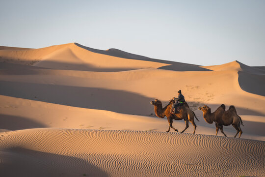 Man guiding his camels in the Gobi Desert.