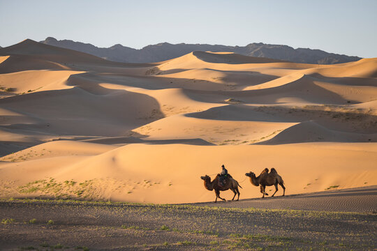 Man guiding his camels in the Gobi Desert.