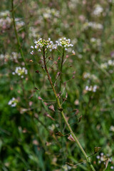 Shepherd's-purse growth showcasing small white flowers and heart-shaped seed pods in a lush green environment during late spring