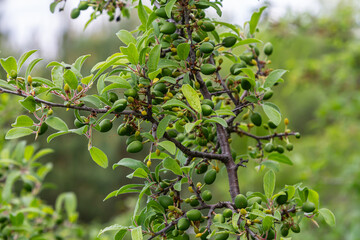 Prunus spinosa shrub bearing small green fruits amidst lush foliage in spring