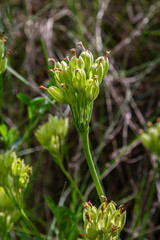 Primula veris blooms in early spring with clusters of faded flowers in a natural setting