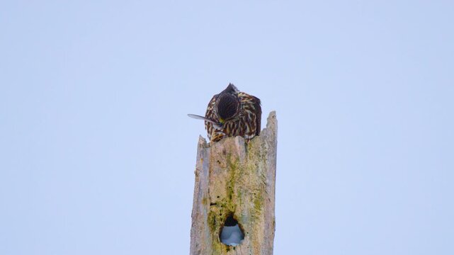 Merlin (Falco columbarius) Feathering Fresh Kill Atop Dead Tree