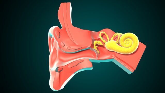 Ear parts anatomy. 3d illustration 