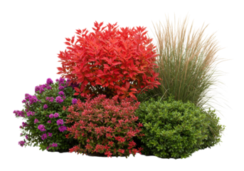detailed botanical still life of dense shrubs with fiery red and deep green leaves, isolated on a transparent studio background with hard rim lighting. concept for landscape design