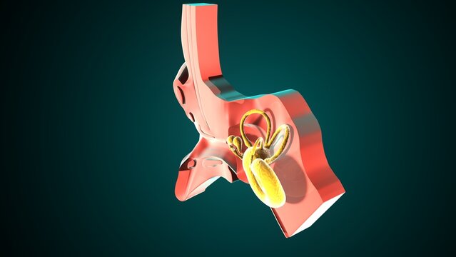 Ear parts anatomy. 3d illustration 