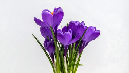 Naklejka premium Cluster of vivid purple crocus flowers with green stems, set against a soft, neutral background