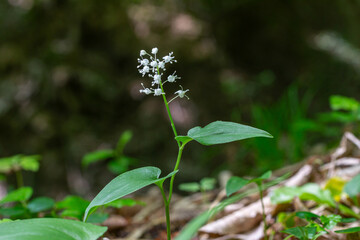 Maianthemum bifolium displaying delicate white flowers amidst lush greenery in a serene forest setting during springtime