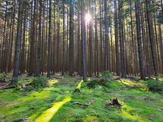 Beautiful landscape with forest and sun. Green nature, concept for environment.