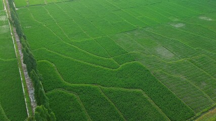 4K aerial footage shows a panoramic view of vast expanses of green rice paddies on a tropical morning. Drone footage of a lush rice paddy field in a peaceful and beautiful rural area in Indonesia. - Powered by Adobe
