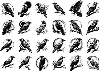 Obraz premium Collection of detailed black and white ink drawings of various birds in different poses and styles